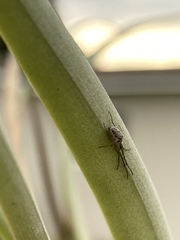 Tetragnatha