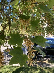 Acer pseudoplatanus
