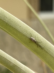 Tetragnatha