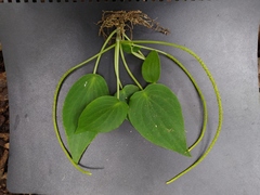 Peperomia lanceolatopeltata