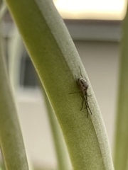Tetragnatha