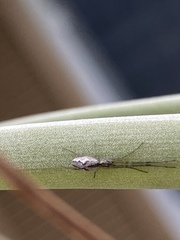 Tetragnatha