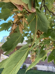 Acer pseudoplatanus