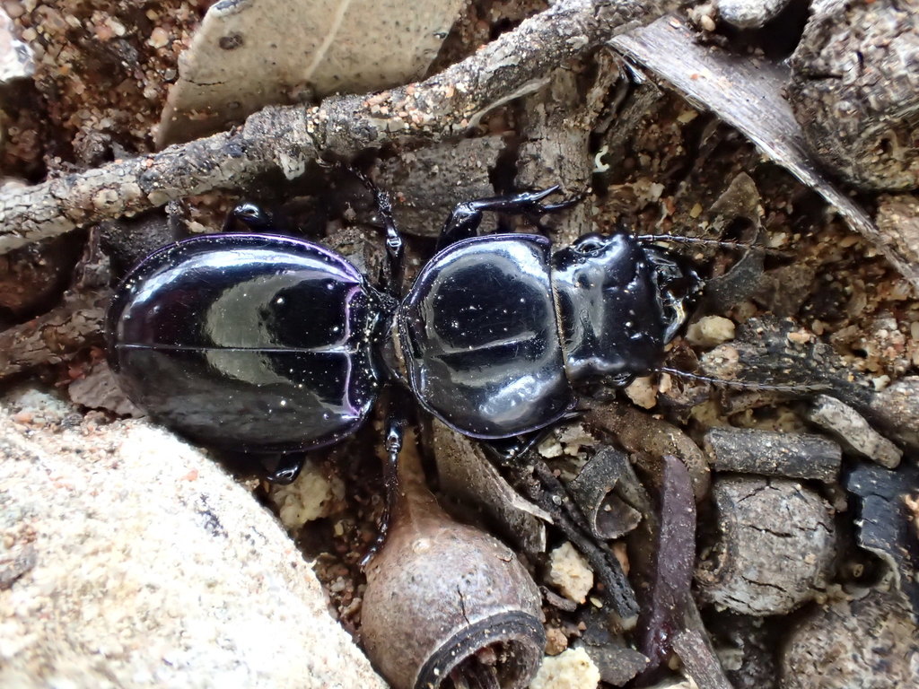 Carenum anthracinum