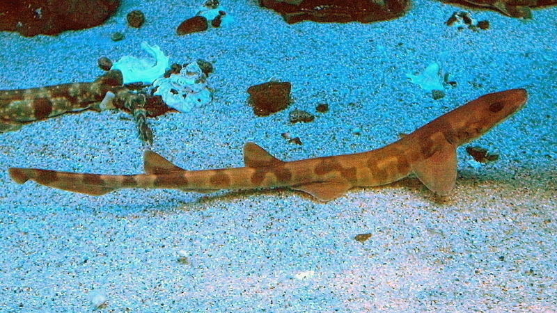 Saddled Carpetshark
