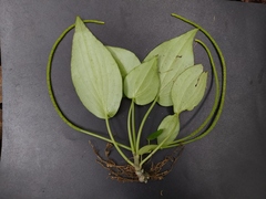 Peperomia lanceolatopeltata