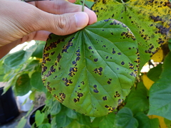 Cercospora