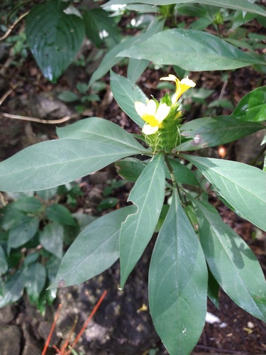 Barleria oenotheroides