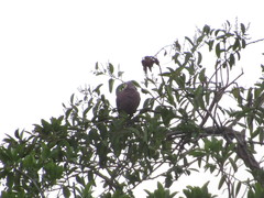 Patagioenas flavirostris