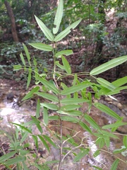 Lonchocarpus castilloi