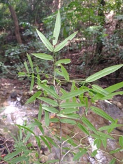 Lonchocarpus castilloi