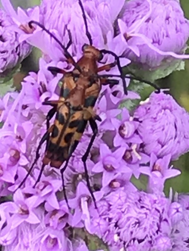 Six-spotted Flower Longhorn Beetle photo 5