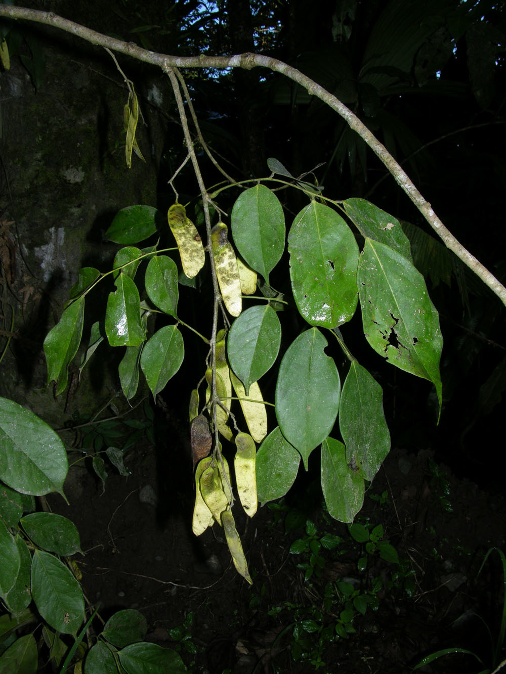 Machaerium