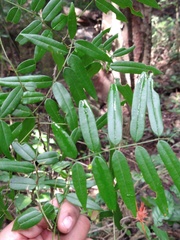 Lonchocarpus castilloi