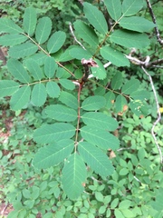 Sorbus sitchensis
