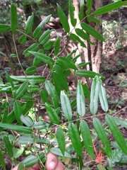 Lonchocarpus castilloi
