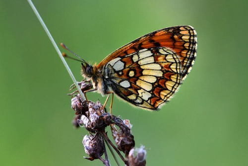 Southern Heath Fritillary