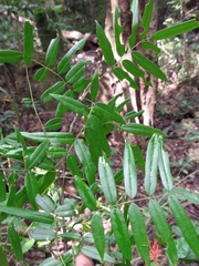 Lonchocarpus castilloi