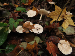 Clitocybe phyllophila