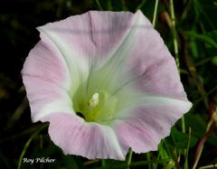 Ipomoea purpurea