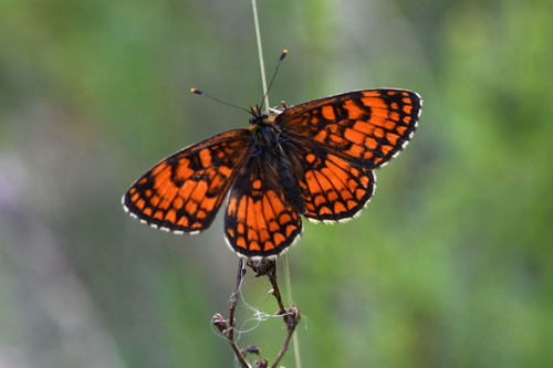 Southern Heath Fritillary