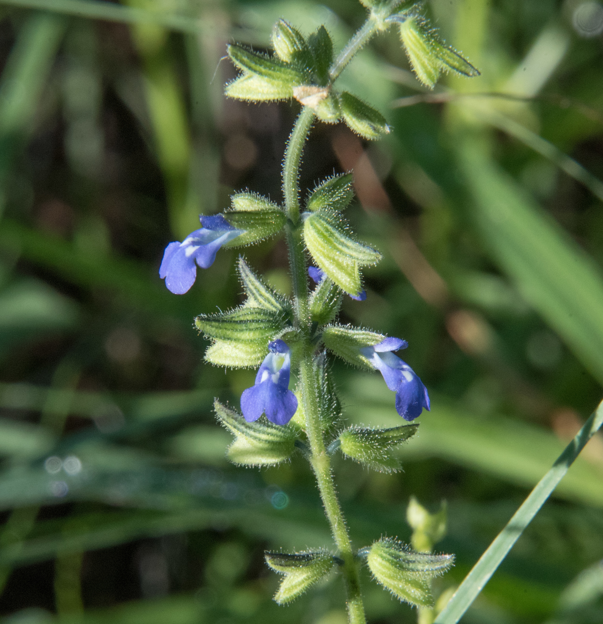 Salvia subincisa