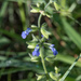 Salvia subincisa - Photo (c) Don Loarie, algunos derechos reservados (CC BY), uploaded by Don Loarie