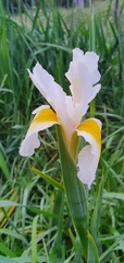 Iris orientalis