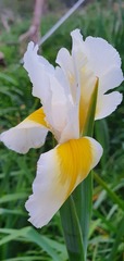 Iris orientalis