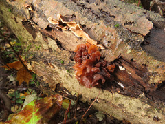 Phaeotremella frondosa