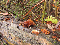 Phaeotremella frondosa
