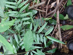 Lonchocarpus castilloi