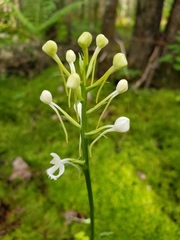 Platanthera blephariglottis blephariglottis