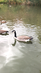 Branta canadensis