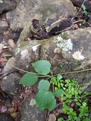 Peperomia lanceolatopeltata