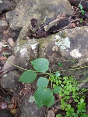 Peperomia lanceolatopeltata