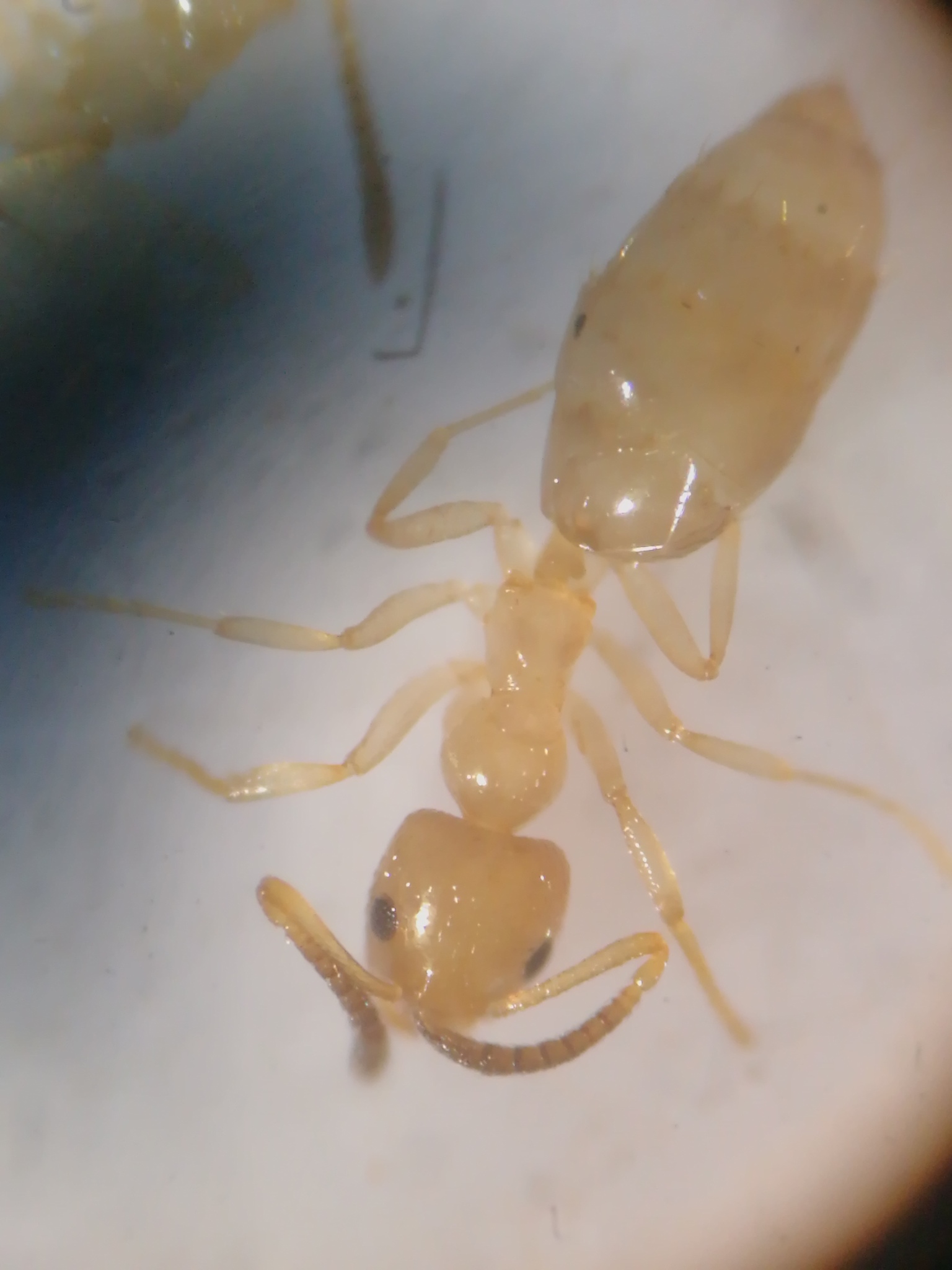 Plagiolepis pygmaea