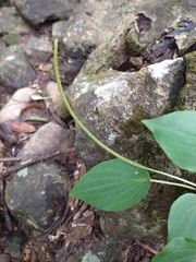 Peperomia lanceolatopeltata