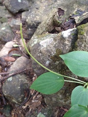 Peperomia lanceolatopeltata