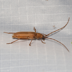 Knulliana cincta spinifera