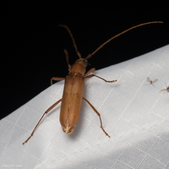 Knulliana cincta spinifera