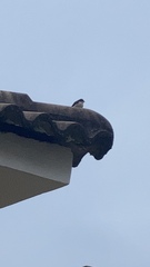 Dendrobium thyrsiflorum