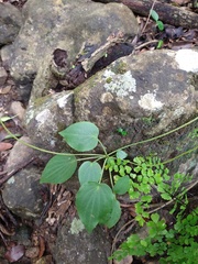 Peperomia lanceolatopeltata
