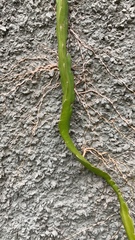 Dendrobium thyrsiflorum