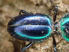 Conopterum riverinae