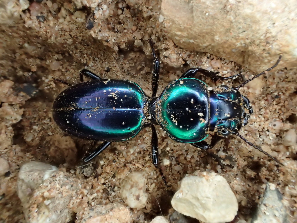 Conopterum riverinae