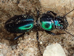 Conopterum riverinae