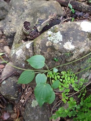 Peperomia lanceolatopeltata