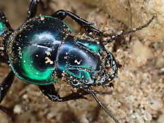 Conopterum riverinae