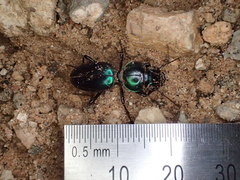 Conopterum riverinae